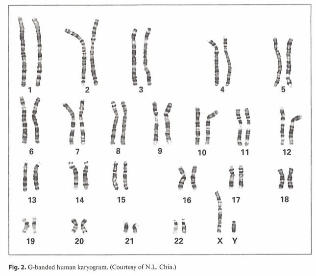Zytogenetik - Humangenetik Wien